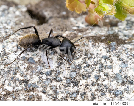コンクリートの上にいるクロオオアリ コンクリートの上にいるクロオオアリ 115458099