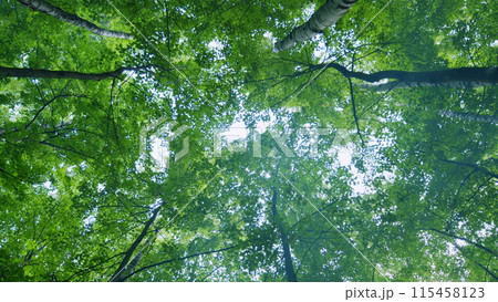 Green forest panorama. Fresh foliage in forest. Sunlight in green forest. Wide shot. 115458123