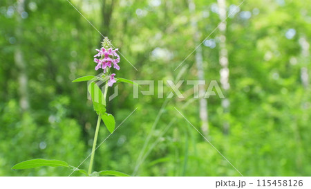 Stachys palustris grows among grasses in wild. Barsh woundwort or marsh hedgenettle and hedge nettle. Wide shot. 115458126