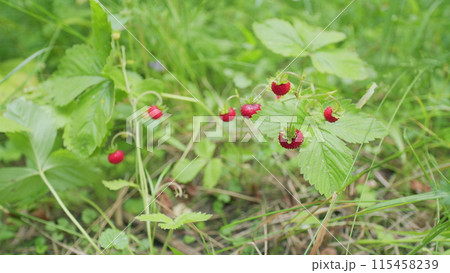 Seasonal harvest. Bush with ripe red strawberries in a summer forest. Ripe organic strawberry bush. Wide shot. 115458239