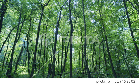 Rays of sunlight and green forest. Forest trees nature green wood sunlight view. Wide shot. Rays of sunlight and green forest. Forest trees nature green wood sunlight view. Wide shot. 115458302