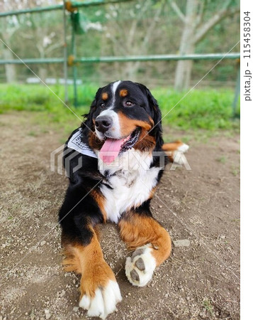 ドッグランで伏せるバーニーズマウンテンドッグ　大型犬 115458304