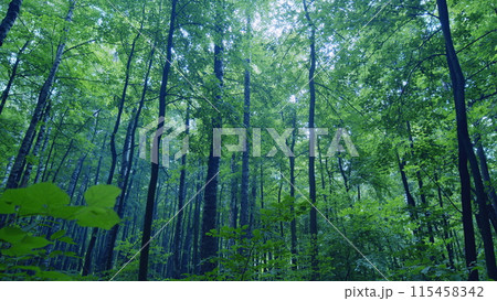 Green forest panorama. Fresh foliage in forest. Sunlight in green forest. Wide shot. Green forest panorama. Fresh foliage in forest. Sunlight in green forest. Wide shot. 115458342