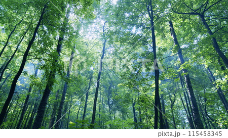 Forest with sun. Leaves othe trees in park on green summer background. Beautifull sunrise in forest. Wide shot. Forest with sun. Leaves othe trees in park on green summer background. Beautifull sunrise in forest. Wide shot. 115458345