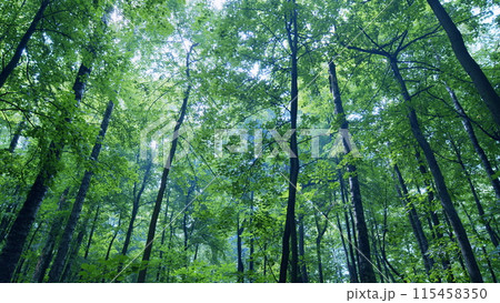Rays of sunlight and green forest. Tree branches and sun beams coming through fog. Wide shot. Rays of sunlight and green forest. Tree branches and sun beams coming through fog. Wide shot. 115458350