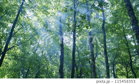 Summer time. Light rays break through deciduous tree fooliage. Beautiful green clean environment nature. Wide shot. 115458353