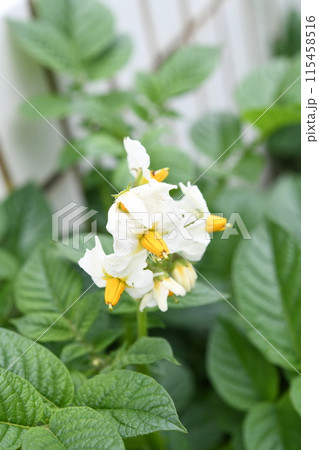 ジャガイモの花 ジャガイモの花 115458516