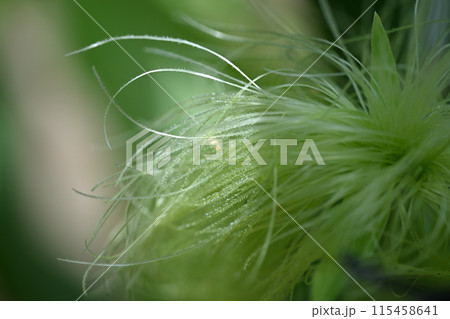 トウモロコシの雌花から出た絹糸 トウモロコシの雌花から出た絹糸 115458641