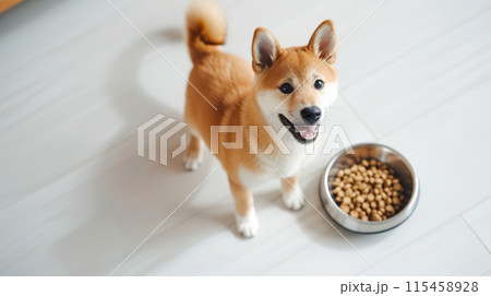 ドッグーフードの入ったお皿を前に嬉しそうな柴犬の子犬 ドッグーフードの入ったお皿を前に嬉しそうな柴犬の子犬 115458928