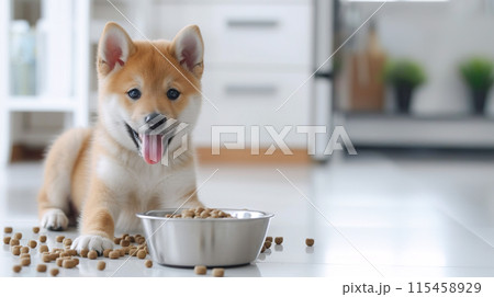 ドッグーフードの入ったお皿を前に嬉しそうな柴犬の子犬 ドッグーフードの入ったお皿を前に嬉しそうな柴犬の子犬 115458929