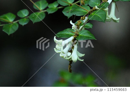 棘を持つ濃緑色の葉の間から白色の花の花序が綺麗なアリドオシ 棘を持つ濃緑色の葉の間から白色の花の花序が綺麗なアリドオシ 115459083