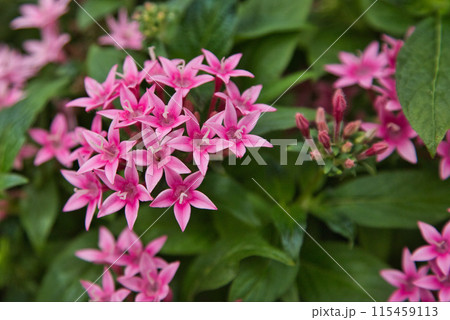 春の花のグリーンセンター 春の花のグリーンセンター 115459113