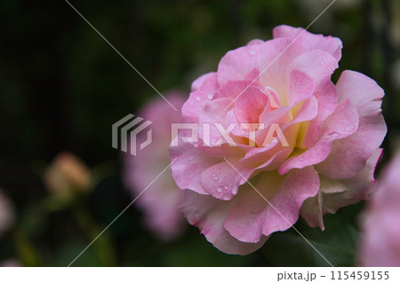 春の花のグリーンセンター 115459155