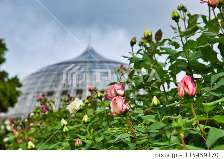 春の花のグリーンセンター 春の花のグリーンセンター 115459170