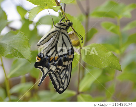 羽化したアゲハチョウ 115459174