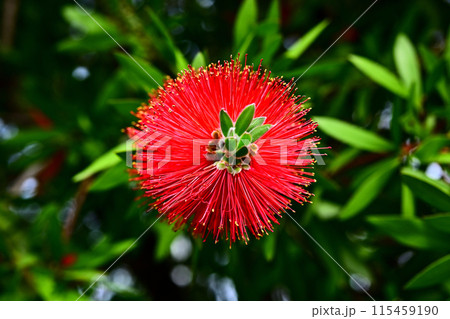 ブラシの木 ブラシの木 115459190