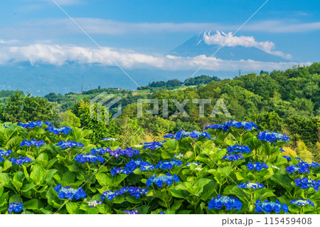 (静岡県)箱根西麓からアジサイ越しの富士山 (静岡県)箱根西麓からアジサイ越しの富士山 115459408