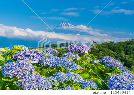 (静岡県)箱根西麓からアジサイ越しの富士山 (静岡県)箱根西麓からアジサイ越しの富士山 115459414
