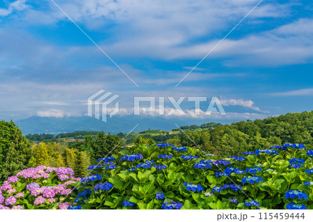 (静岡県)箱根西麓からアジサイ越しの富士山 (静岡県)箱根西麓からアジサイ越しの富士山 115459444