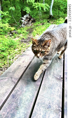 ウッドデッキをパトロールするキジトラ猫 ウッドデッキをパトロールするキジトラ猫 115459445