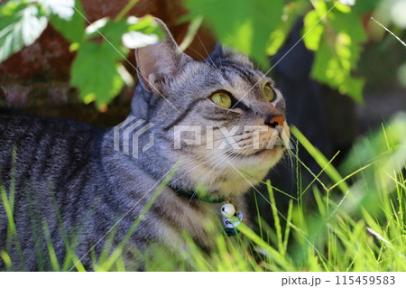草むらの中の猫 115459583