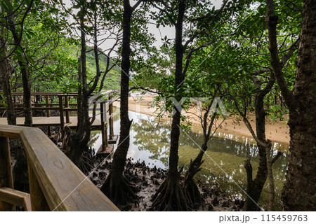 Wooden path in the mangrove. 115459763