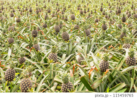 Pineapples in the field, Iriomote Island. Pineapples in the field, Iriomote Island. 115459765
