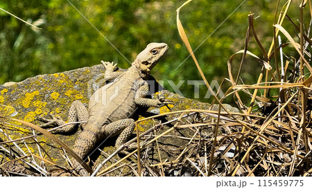Lizard sits in dry grass on rock covered with moss and lichen against background of green grass. Wildlife and nature photographs capturing behavior of reptiles in their natural habitat. 115459775