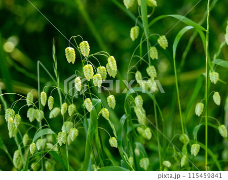 道端に咲くコバンソウ 115459841