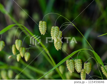 道端に咲くコバンソウ 115459846