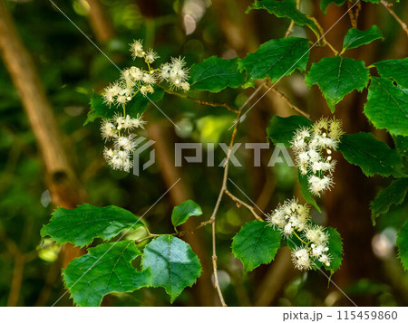 林の中に咲くタンナサワフタギの花 115459860