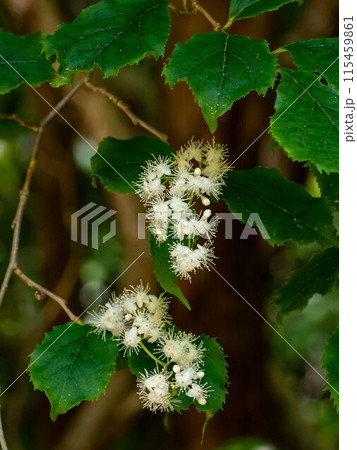 林の中に咲くタンナサワフタギの花 林の中に咲くタンナサワフタギの花 115459861