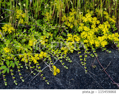 ツルマンネングサの黄色い花 115459868