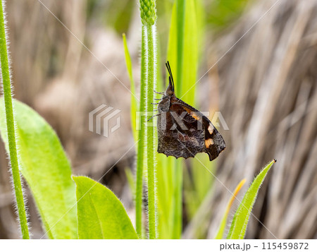 草の葉にとまっているテングチョウ 草の葉にとまっているテングチョウ 115459872
