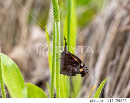 草の葉にとまっているテングチョウ 115459873