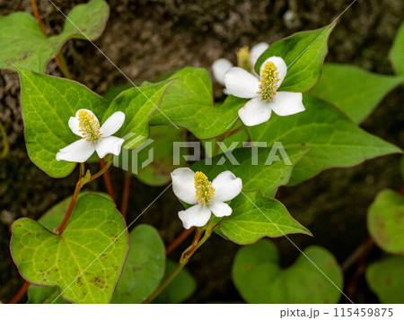 ドクダミ 115459875