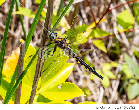 道端の枯れ草にとまるトラフトンボ 道端の枯れ草にとまるトラフトンボ 115459882
