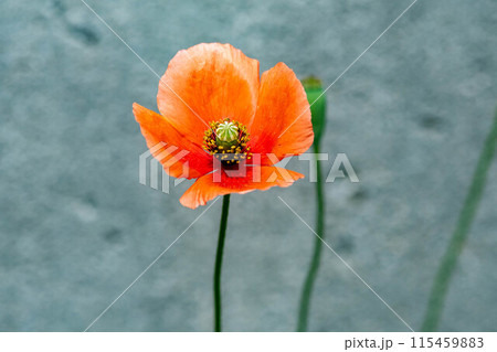道端に咲くナガミヒナゲシの花 115459883