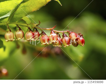 山に咲くナツハゼの花 115459890