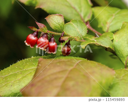 山に咲くナツハゼの花 115459893
