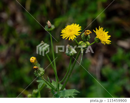ノゲシの黄色い花 ノゲシの黄色い花 115459900
