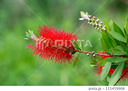 赤いブラシノキの花 赤いブラシノキの花 115459906