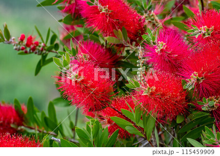 赤いブラシノキの花 115459909