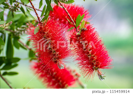 赤いブラシノキの花 115459914