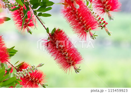 赤いブラシノキの花 115459923