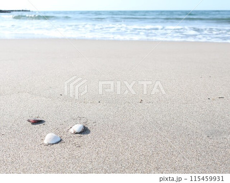 海 波打ち際 貝殻 夏イメージ 海 波打ち際 貝殻 夏イメージ 115459931
