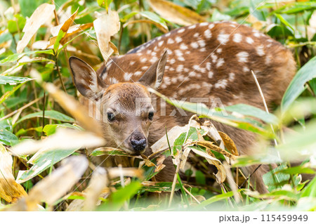 十勝岳連邦のエゾジカの赤ちゃん 115459949