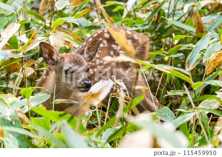 十勝岳連邦のエゾジカの赤ちゃん 115459950