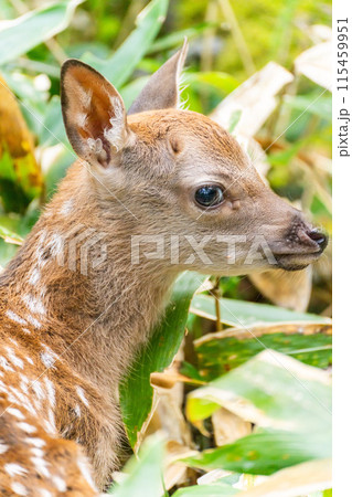 十勝岳連邦のエゾジカの赤ちゃん 115459951