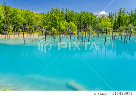【北海道絶景】 新緑の青い池 【北海道絶景】 新緑の青い池 115459972